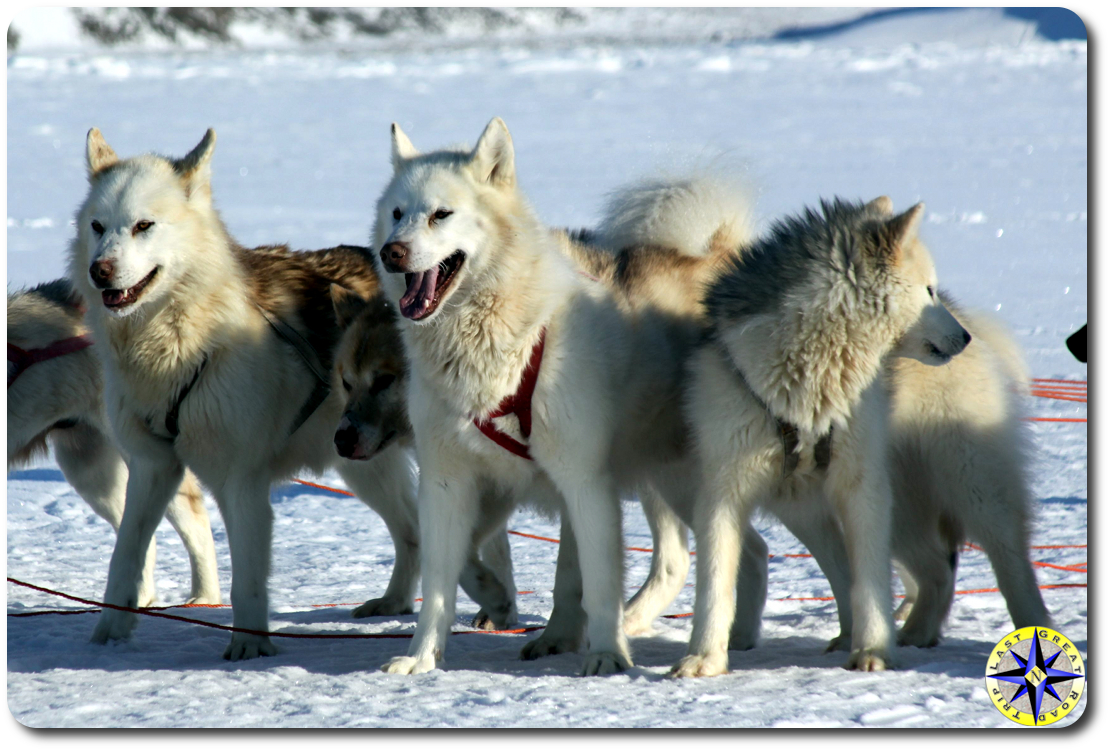 alaska husky sled dogs