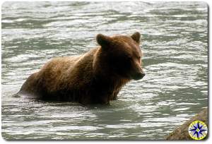 alaska brown bear fishing in river