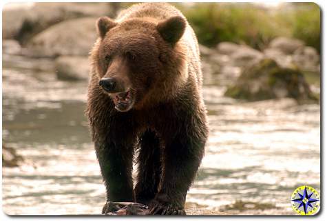 alaska brown bear fishing