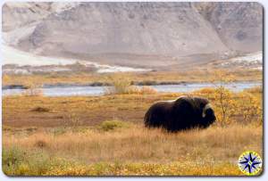 musk oxen