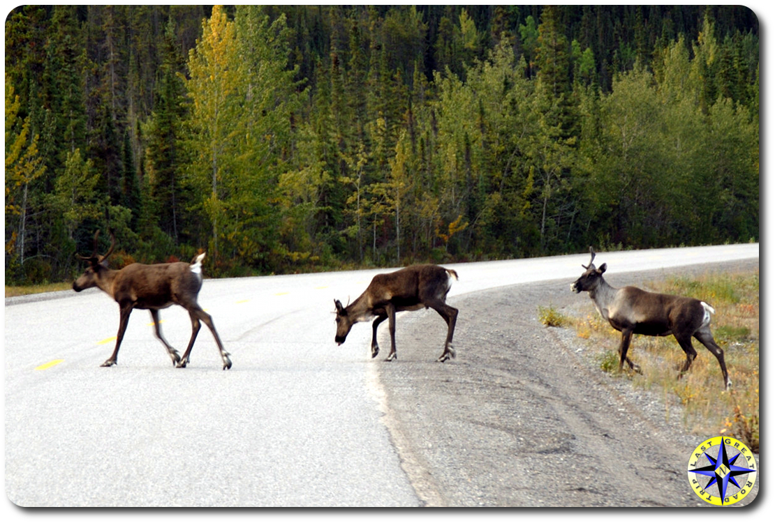caribou crossing the road