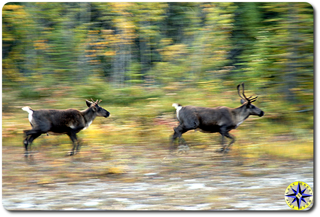 running caribou