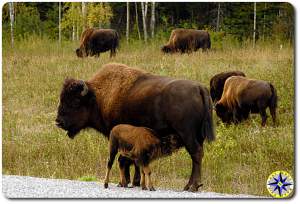 Buffalo and calf