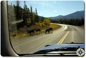 caribou roadside