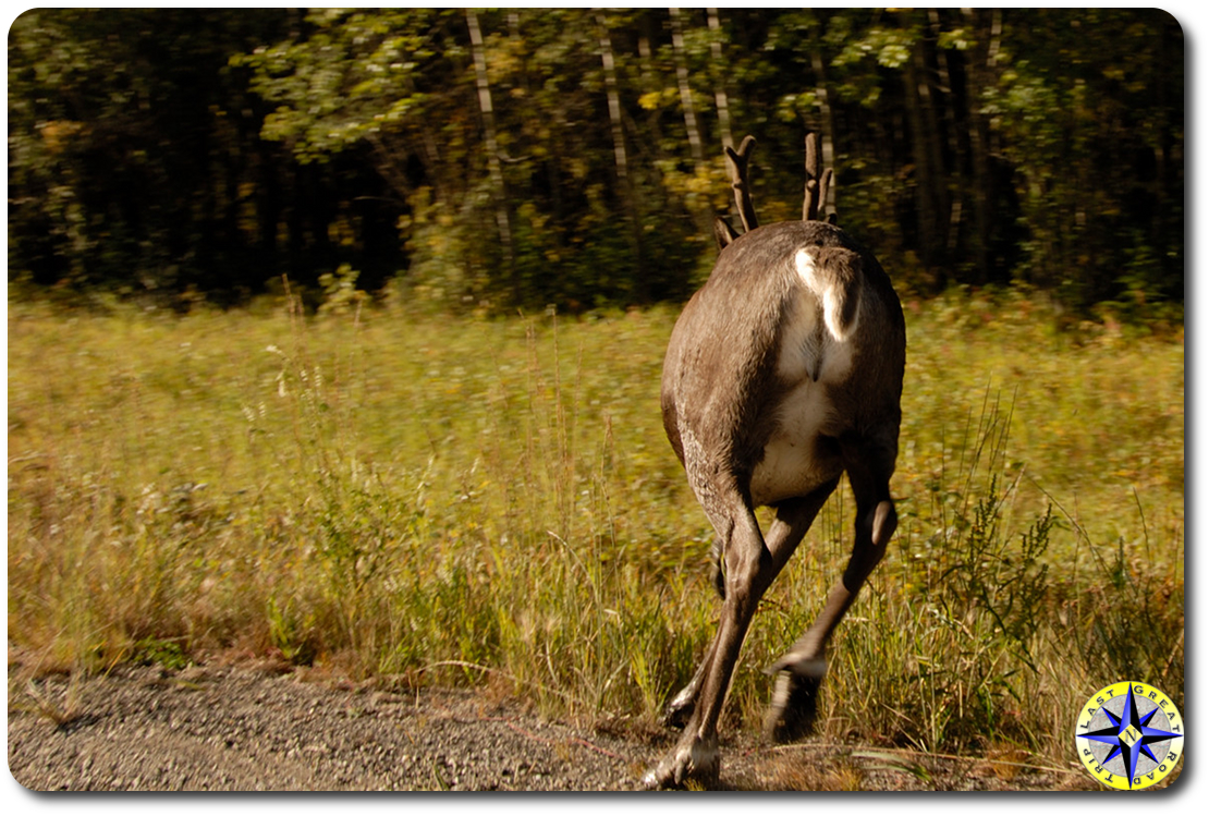caribou running away