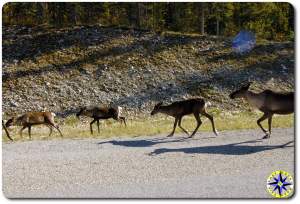 caribou side of the road