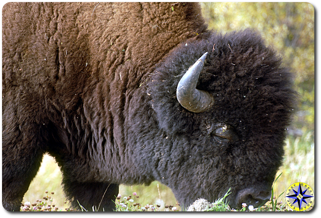 close up buffalo