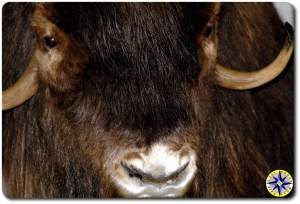 musk oxen inuvik canada