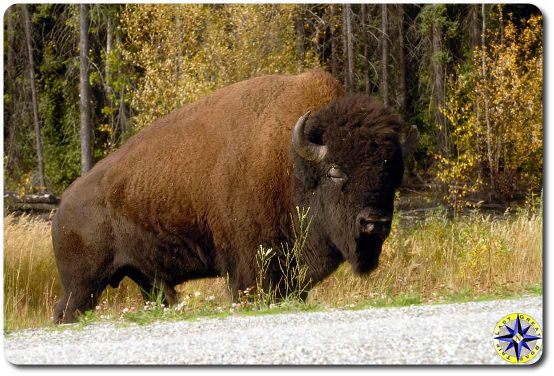 road side buffalo