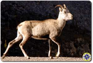 rock sheep