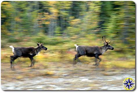 running caribou