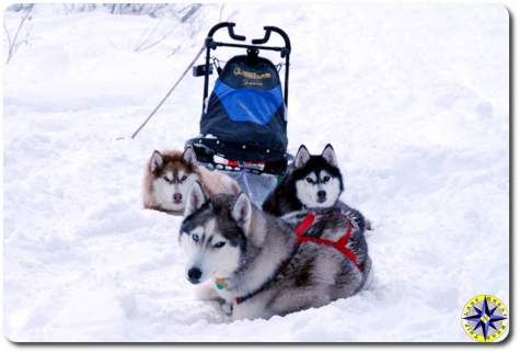 sled dog siberian husky resting on trail