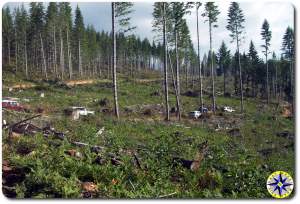 fj cruisers on trails in woods