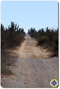 baja mexico dirt road cactus