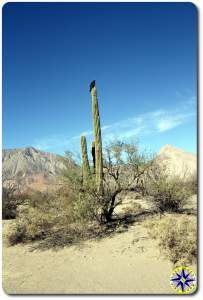 vulture on cactus in baja