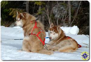 2 red siberian husky sled dogs in harness