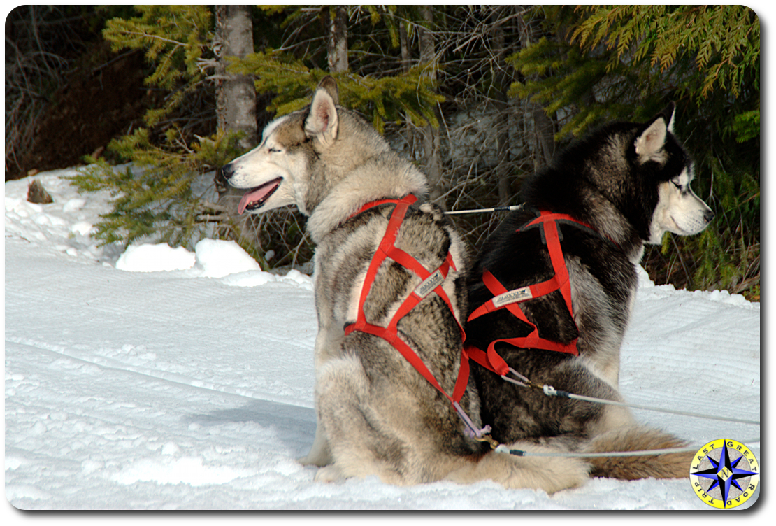two lead sled dogs in harness siberian husky