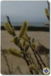 yellow willow buds