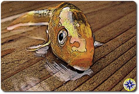 fish out of water