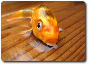 fish out of water