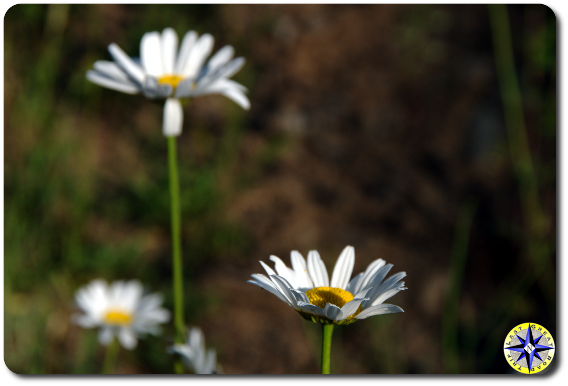 wild mountain daisy