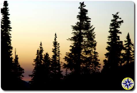 sunset seen between pine trees