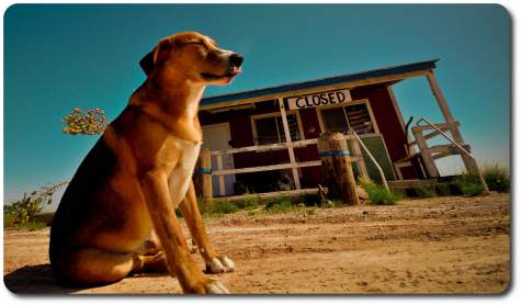 west texas dog days