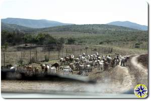 goats in the road baja mexico