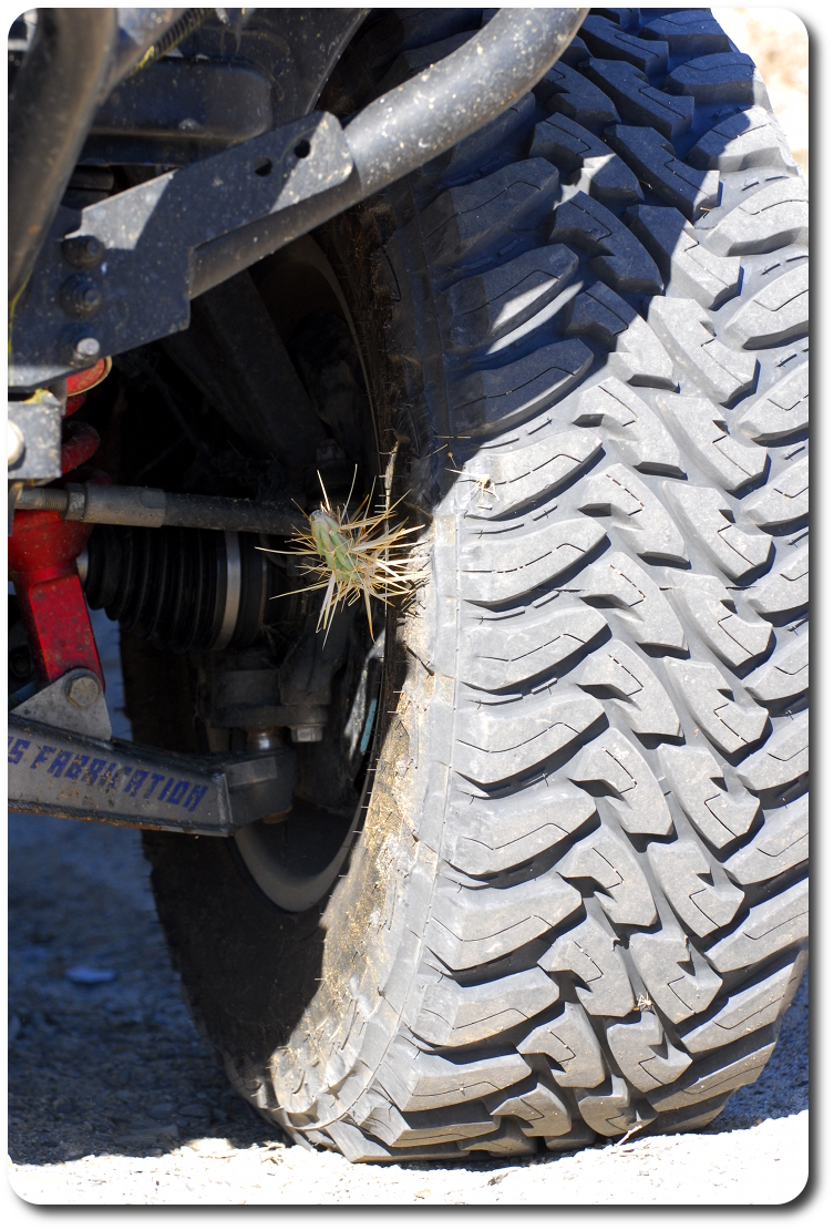 cactus in tire
