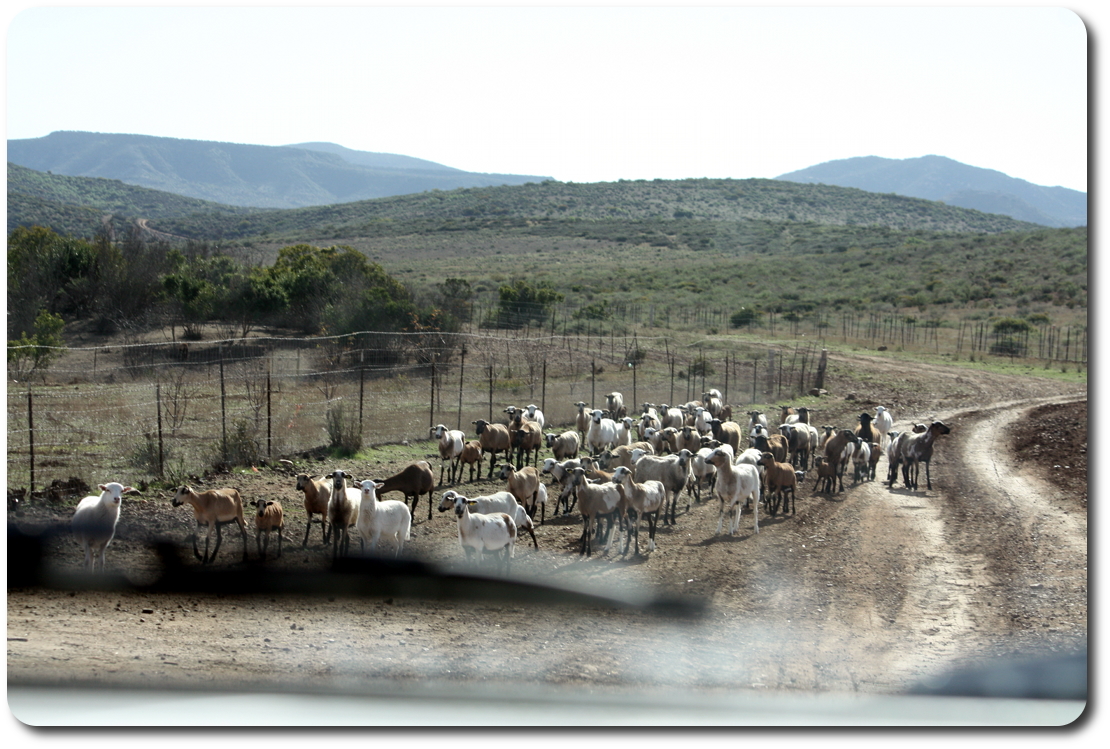 goats on baja road