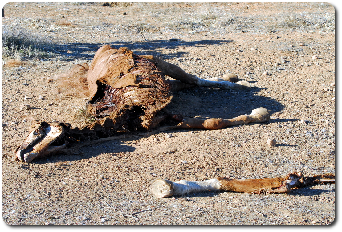 dead horse carcass