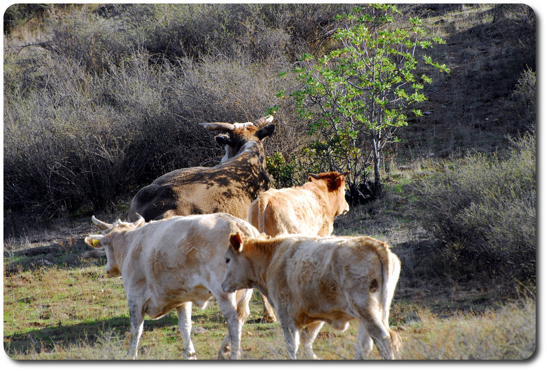 roadside cows