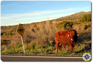 road side bull baja mexico