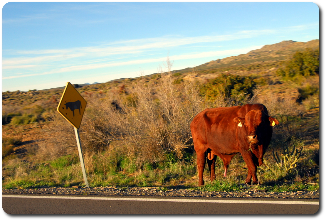 cow by the road