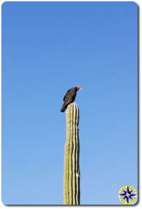 vulture onto baja catus