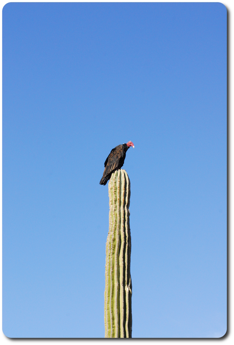 vulture on cactus
