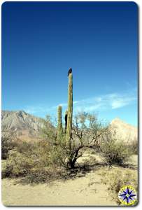 vultures on tall baja cactus watching us