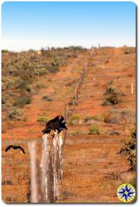 vultures on fence baja mexico