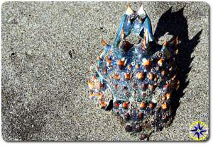 blue orange crab shell on sand