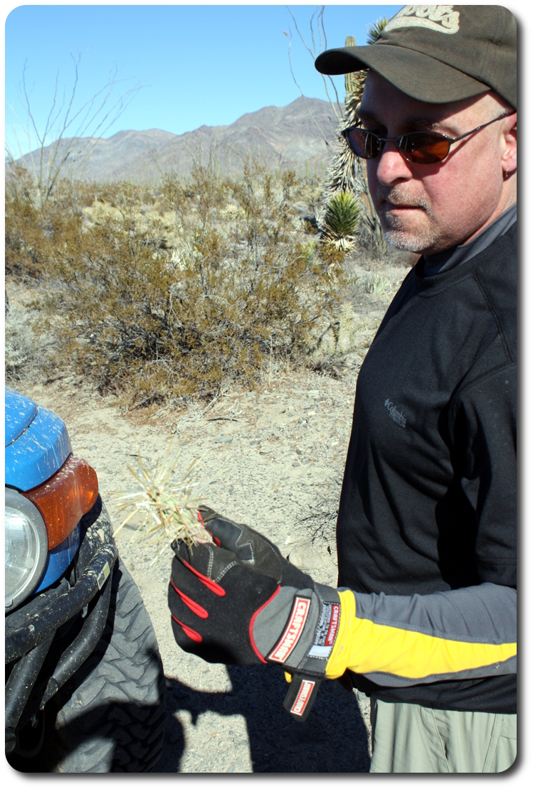 cactus in hand