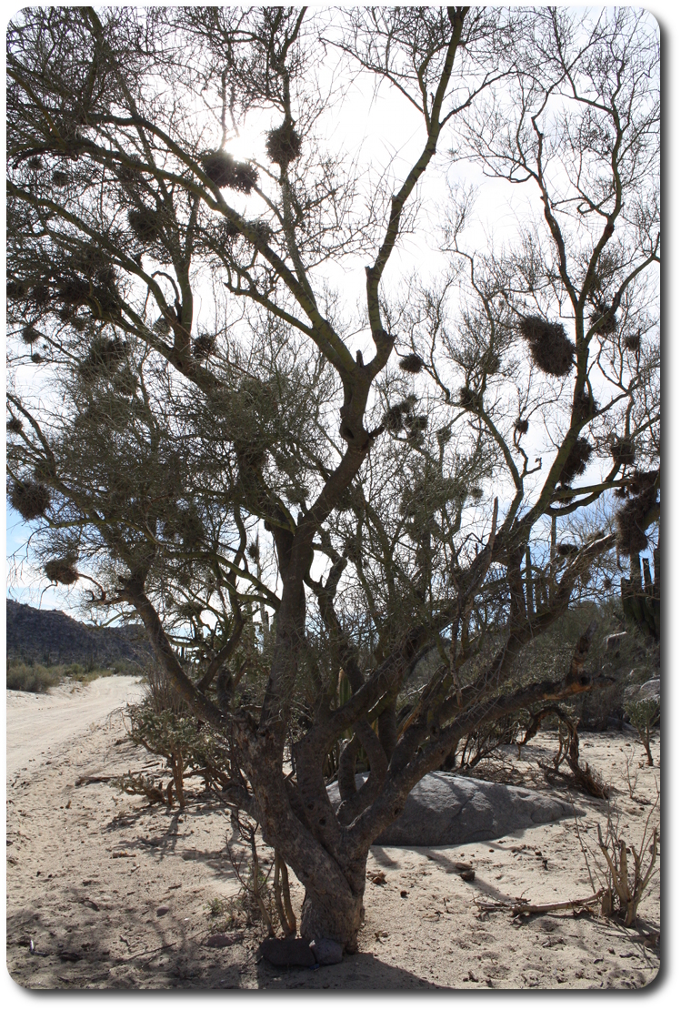 knotty tree in baja
