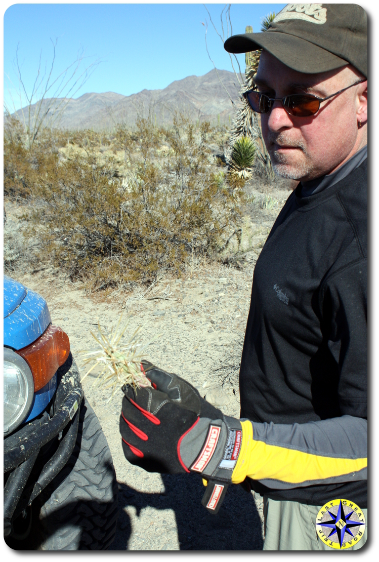 man holding baja cactus in hand