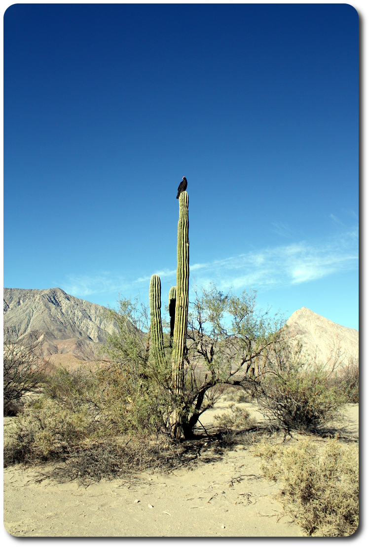 vultures on cactus watching us