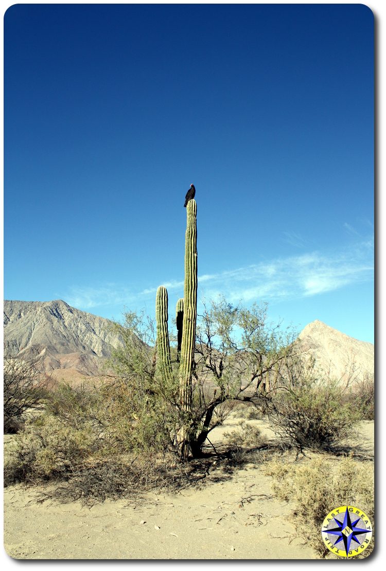 vultures on tall baja cactus watching us