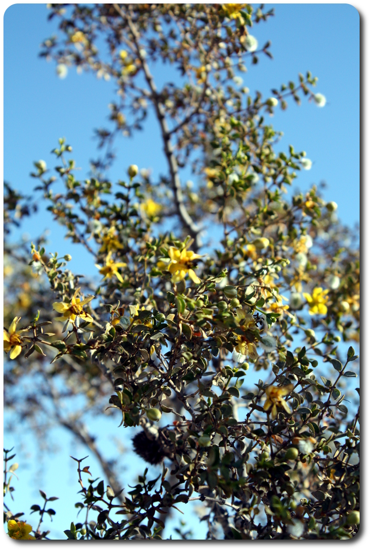 yellow baja flowers