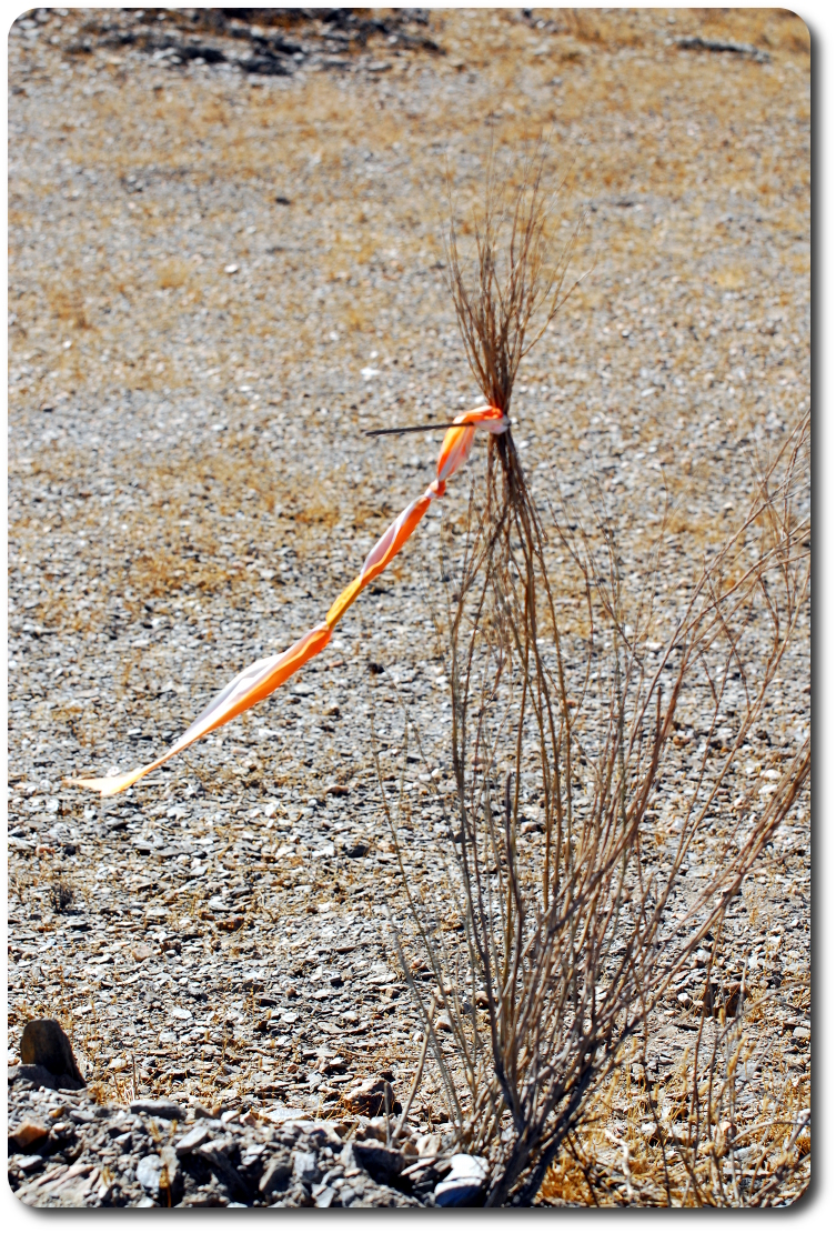 baja race ribbon