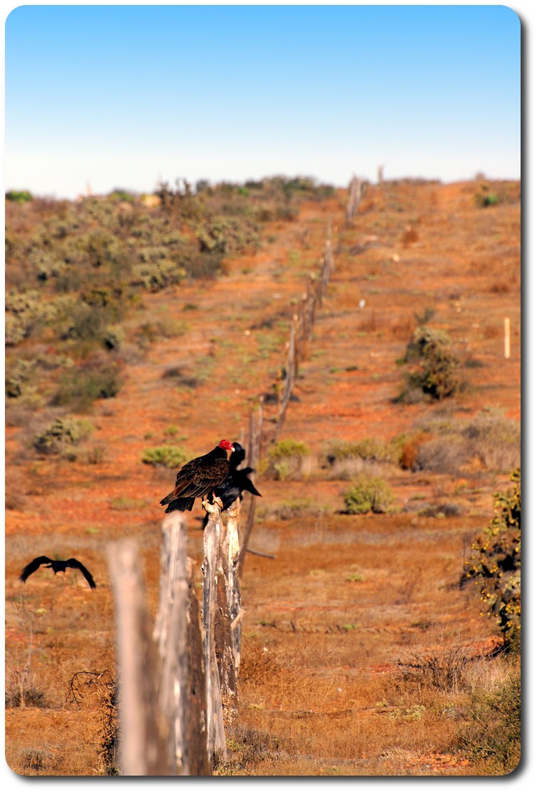 vultures on fence