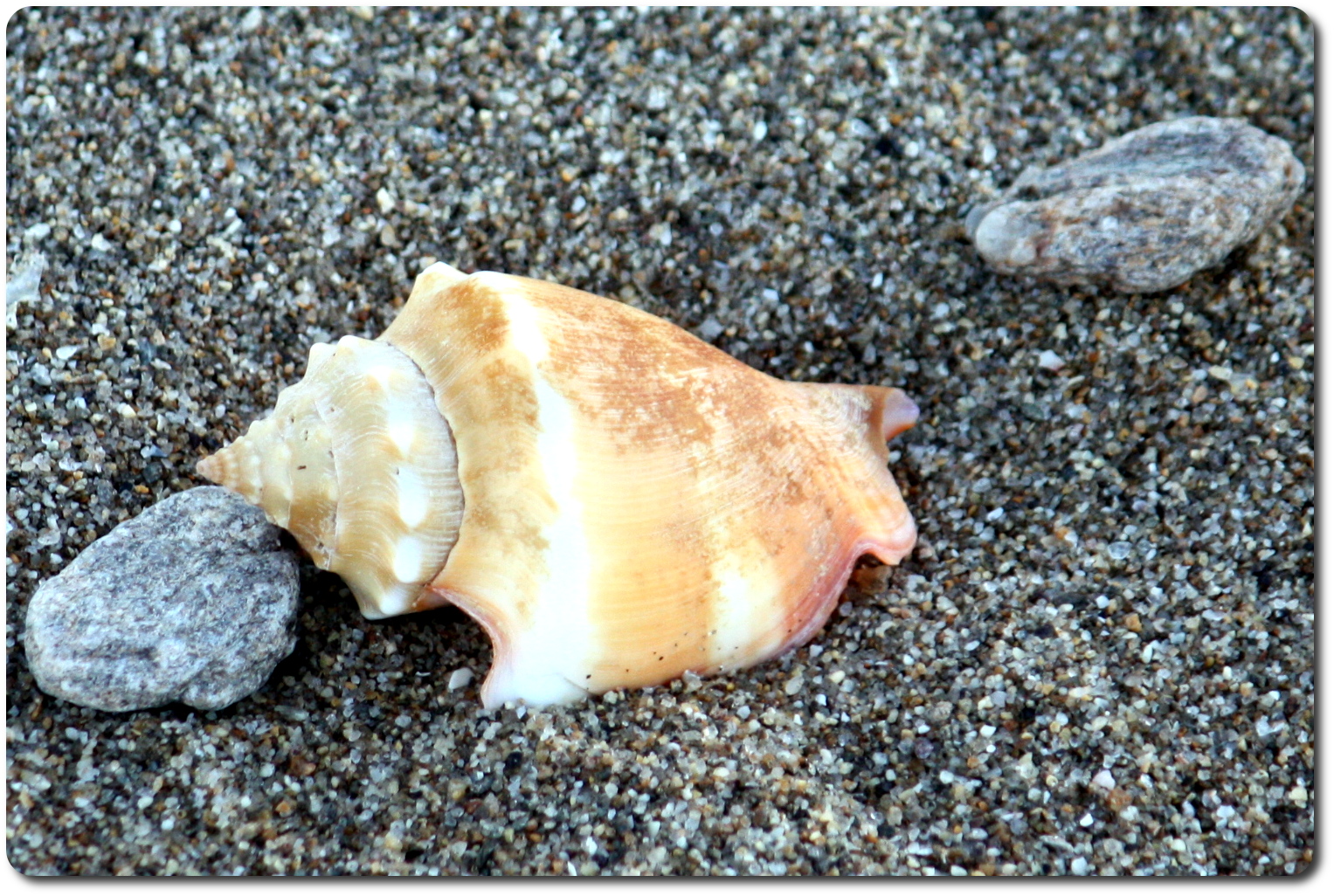 beach shell