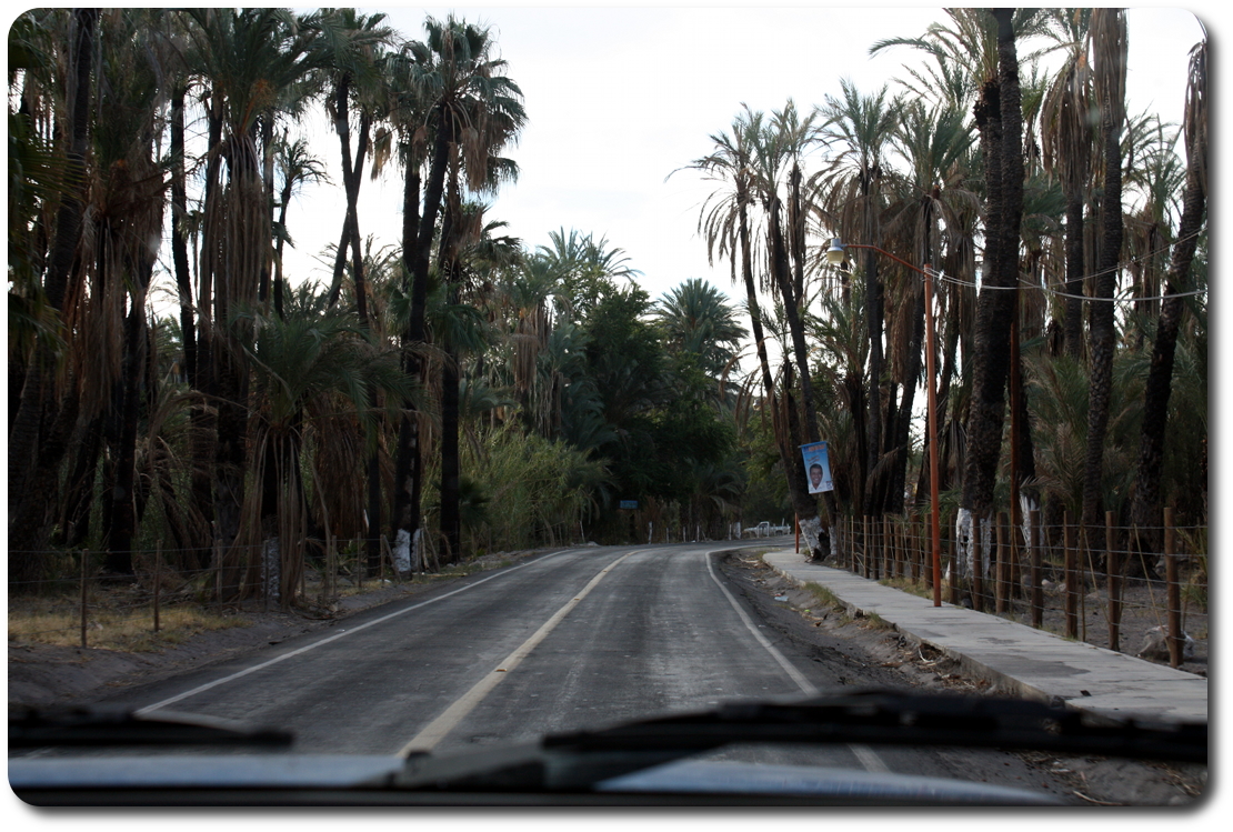 baja palm trees