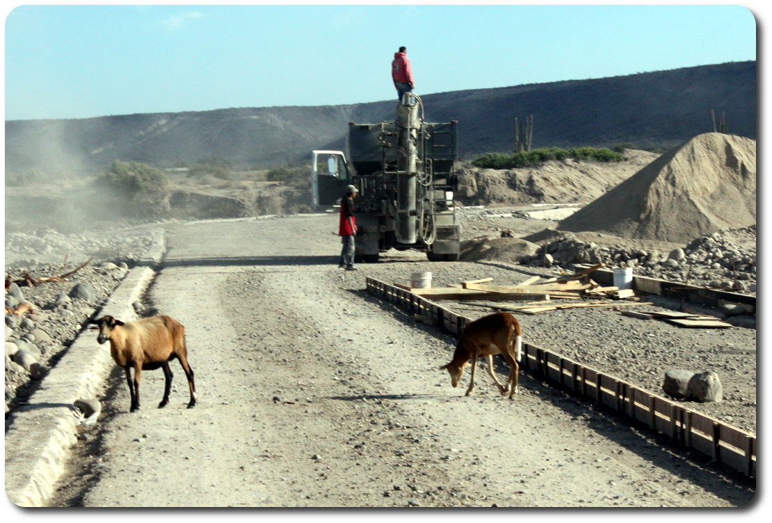 Goats Baja roadwork